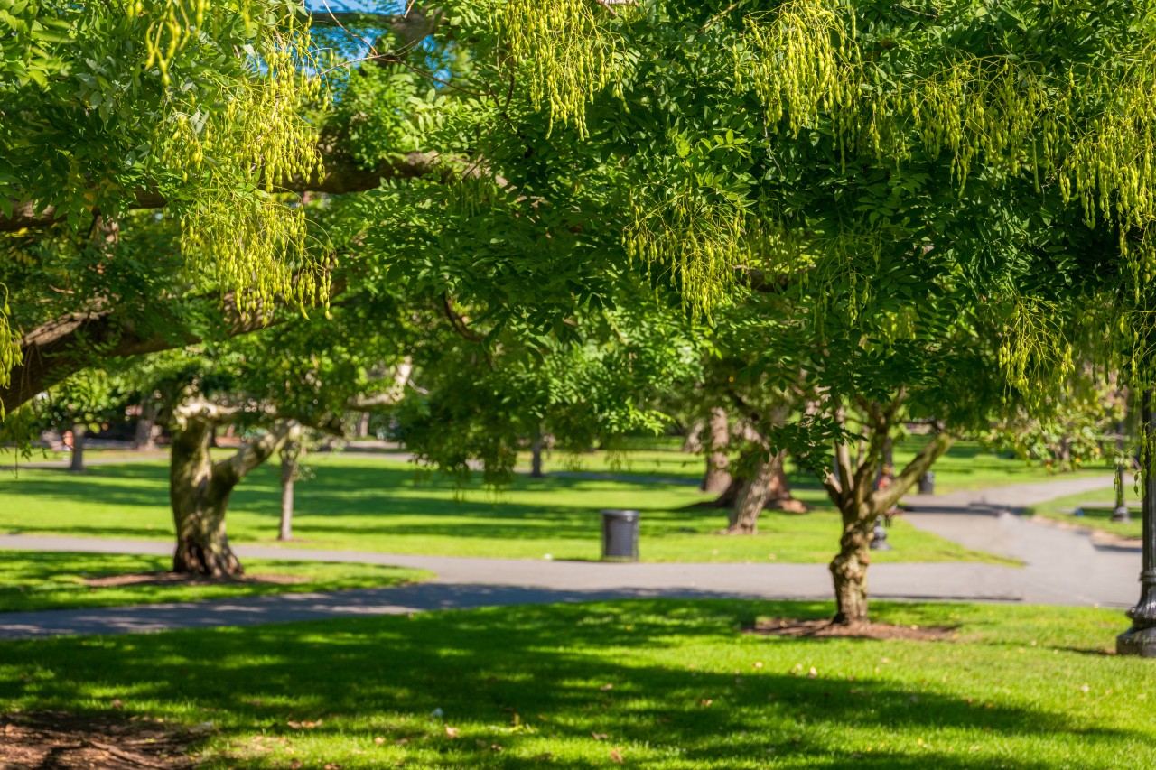 Ivor Davies Park